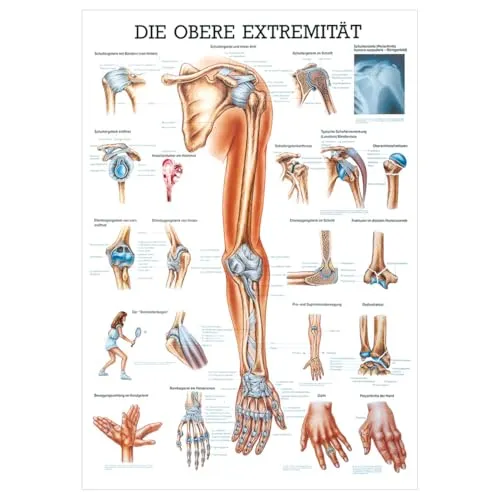 Sport-Tec Obere Extremität Mini-Poster Anatomie 34x24 cm medizinische Lehrmittel