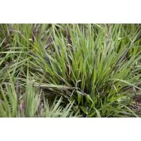 Luzula Pilosa Igel Waldmarbel Ca. 9x9 cm Topf