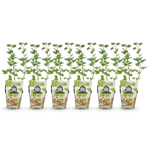GreenboutiQ - Obstpflanzen - Stachelbeere - Ribes uva-crispa Hinnonmaki Grun - Winterhart - 6 Pflanzen - Topf 9 cm - Grüne Beere