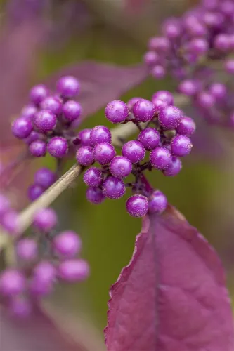 Callicarpa bod. giraldii - Liebesperlenstrauch in lila - Attraktiver Liebesperlenstrauch, perfekt für sonnige, windgeschützte Standorte. Wuchsform: aufrecht und buschig, ideal für abwechslungsreiche Gärten.