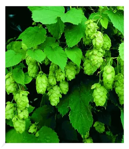 BALDUR Garten Hopfen im 1.5-Liter Containertopf, 1 Pflanze, Humulus lupulus, Kletterpflanze, winterhart, mehrjährig, blühend, duftend, Schnittblume, Hopfenfrüchte