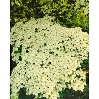 Cornus Kousa Chinensis 'Barmstedt' – Chinesischer Blumen-Hartriegel 60–80 cm - Der Chinesische Blumen-Hartriegel 'Barmstedt' ist ein eleganter Zierstrauch mit auffälligen Blüten und einer schirmförmigen Krone. Ideal für repräsentative Gärten und pflegeleicht im Wuchs.