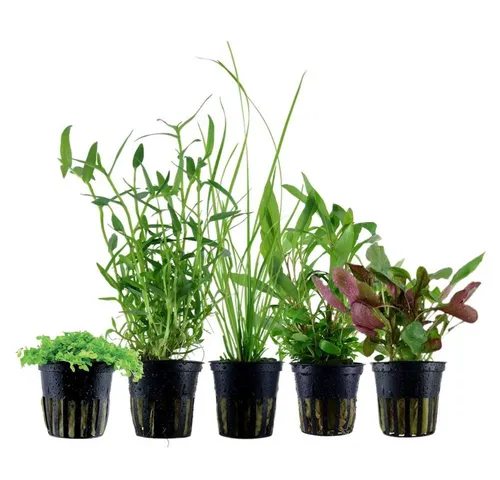 Aquaone Wasserpflanze Pflanzen Set mit 5 Einsteiger Wasserpflanzen Nr.106 - Wasserpflanzen Set mit 5 volldurchwurzelt, ideal für Aquarien-Einsteiger. Bringen Sie Farbe und Leben in Ihr Aquarium!