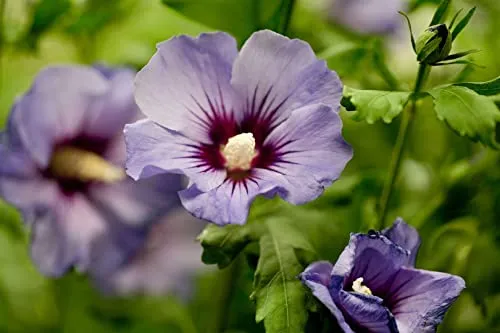 Hibiscus syriacus 'Marina' - Gartenhibiskus mit blauen Blüten - Pflegeleichter Gartenhibiskus, ideal für Hecken und Kübel. Strahlend blaue Blüten ziehen Bienen und Schmetterlinge an. Winterhart bis -20 °C, perfekt für sonnige Standorte.