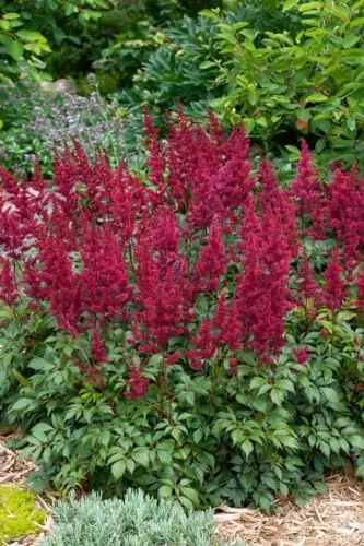 Astilbe japonica 'Etna' 11x11 cm Topf – Winterhart, Mehrjährig, Pflegeleicht – Prachtspiere – Staude für Beet & Schattenbeet