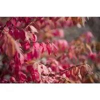 Euonymus alatus 30-40 cm