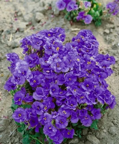Aubrieta x cult. 'Sauerland' - Blaukissen im Topf - Violette Blütenpracht von März bis Mai! Die pflegeleichte Polsterstaude ist ideal für Steingärten und Beetränder. Dichte, niedrige Wuchsform für attraktive Akzente.