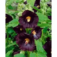 Alcea Rosea Stockrose Spotlight-Series 'Blacknight' Ca. 9x9 cm Topf