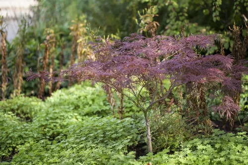 Japanischer Ahorn Acer palmatum ‘Inaba-shidare’ - Ziergehölz mit elegant überhängendem Wuchs und feinem, geschlitztem Laub. Ideal für kleine Gärten, Terrassen und als Blickfang im Vorgarten.