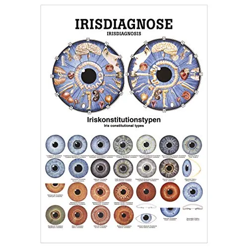 Sport-Tec Irisdiagnose Mini-Poster Anatomie 34x24 cm medizinische Lehrmittel