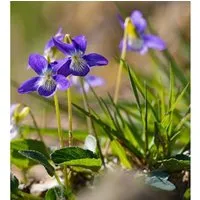 Produktbild Hunds-Veilchen - Viola canina