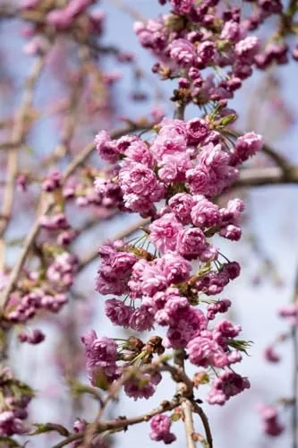Produktbild Prunus serrulata 'Kiku-shidare-zakura'