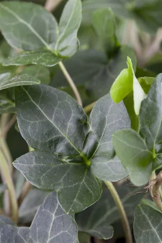 Hedera helix 'Plattensee', Efeu, immergrün, 100–125 cm - Feuerstellen - Immergrüner Efeu mit dunkelgrünen Blättern, perfekt für die Begrünung von Wänden und Zäunen, sorgt das ganze Jahr über für Farbe und Lebensfreude.