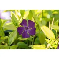 Vinca Minor Verino Immergrün Blau Ca. 9x9 cm Topf in blau von Pflanzen für Dich