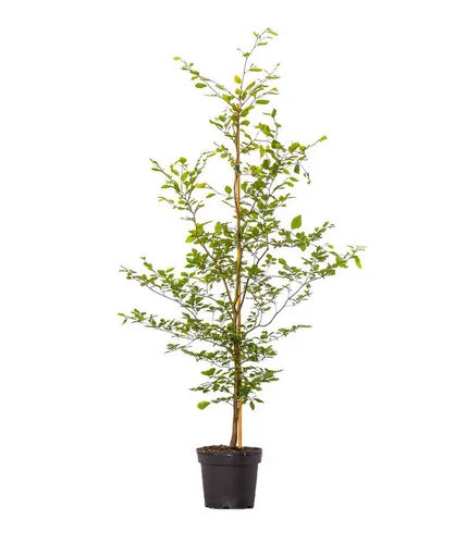 Dehner Hecken Rotbuche, 17 x 150-175 cm, Sichtschutz für Garten - Wunderschöne Rotbuche für 5-6 Meter Sichtschutz: robust, pflegeleicht und mit wechselndem Farbspiel über das Jahr. Ideal für sonnige bis halbschattige Standorte!