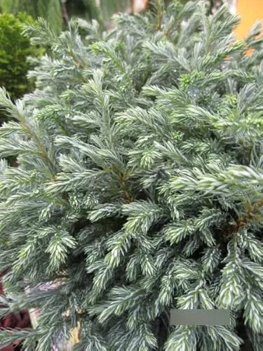 Chamaecyparis pisifera Blue Moon von Baumschule
