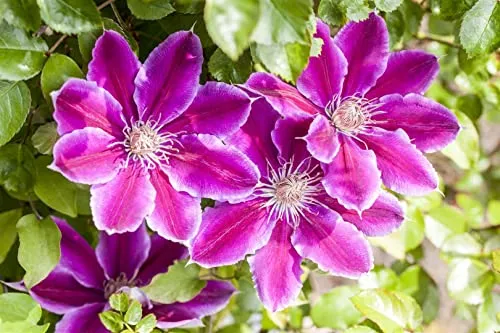 Clematis Hybride 'Dr. Ruppel' – Winterharte Kletterpflanze für Pergola & Rankhilfe - Die Clematis 'Dr. Ruppel' begeistert mit großen rosa Blüten und ist ideal für Pergolen und Rankhilfen. Pflegeleicht und robust, bringt sie Farbe in jeden Garten und ist bienenfreundlich.