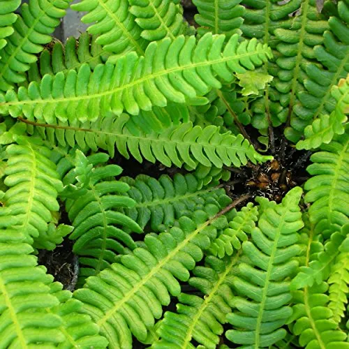 Blumixx Stauden Blechnum spicant (gen.) - Rippenfarn, im 0,5 Liter Topf