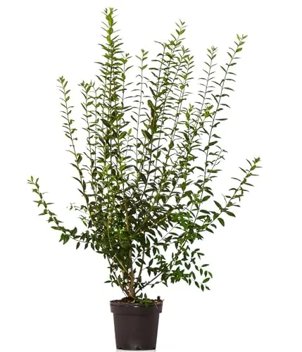 Dehner Wintergrüner Liguster Atrovirens, für 5 Meter Hecke, ca. 100-150 cm, 15 x 7.5 l Topf, Heckenpflanze