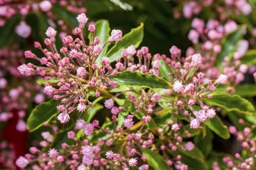 Kalmia latifolia – Winterharter Zierstrauch für Garten & Kübel - Pflegeleichter, immergrüner Zierstrauch mit rosa-weißen Blüten im Frühsommer. Ideal für Kübel, Vorgarten und Terrasse. Bringt Farbe und Struktur in Ihren Garten.