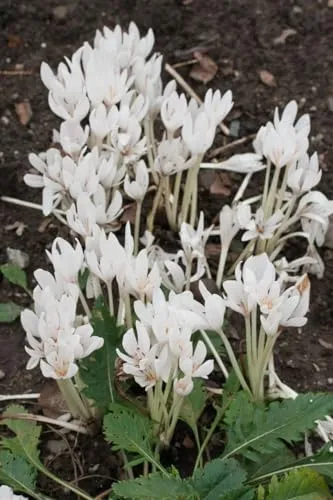 Colchicum autumnale 'Album' 11x11 cm Topf – Winterhart, Mehrjährig, Pflegeleicht – Herbstzeitlose – Zwiebelpflanze für Garten & Naturgarten