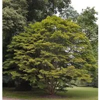 Produktbild Fächer Ahorn 125-150cm - Acer palmatum