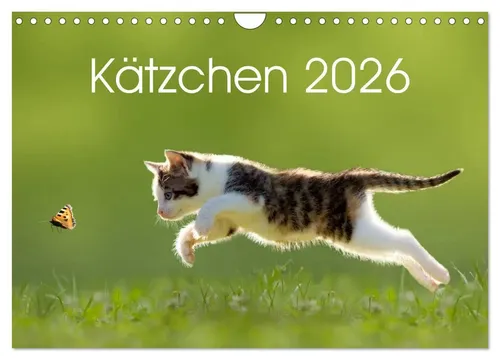 Leoba Leoba | Kätzchen 2026 Wandkalender