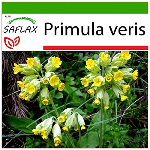 SAFLAX - Heilpflanzen - Schlüsselblume - 100 Samen - Mit keimfreiem Anzuchtsubstrat - Primula veris
