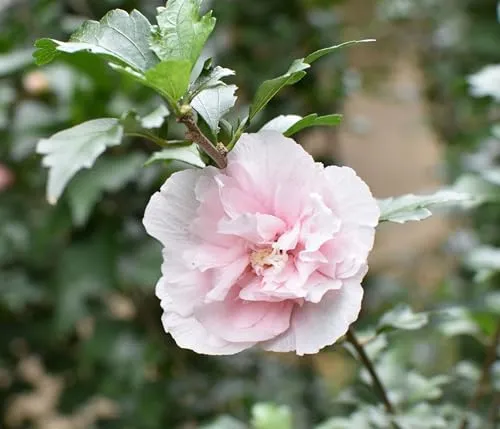Dehner Hibiscus Pink Chiffon, gefüllte rosa-farbene Blüten, ca. 40-60 cm, 3 l Topf, Zierstrauch