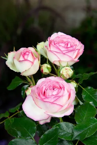 Eden Rose Kletterrose - Rosa 'Eden Rose' - Wunderschöne Kletterrose mit nostalgischen, gefüllten Blüten in Cremeweiß und Rosa. Ideal für Rankgerüste und romantische Gartenakzente.