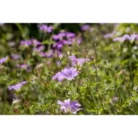 Geranium Macrorrhizum Olympos Felsen Storchschnabel Ca. 9x9 cm Topf