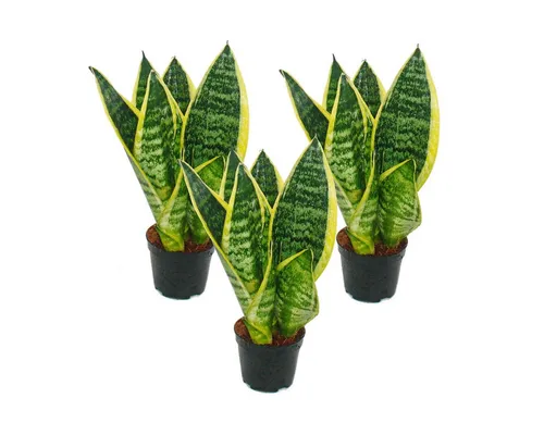Exotenherz Zimmerpflanze 3er Set Sanseveria laurentii