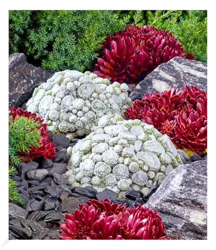 BALDUR Garten Sempervivum Arctic White® & Coral Red®,2 Pflanzen, winterharte Staude, mehrjährig, pflegeleicht, Wasserbedarf gering, Hauswurz, Dachwurz, Steinrose, anspruchslose Pflanze