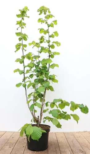 Corylus avellana 60-100 cm – Winterhart, Mehrjährig & Pflegeleicht – Haselnussstrauch – Heckenpflanze für Garten & Sichtschutz