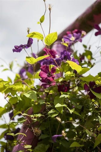 Clematis Viticella Rubra - Italienische Waldrebe Rot 100–150 cm - Elegante Kletterpflanze mit intensiven roten Blüten, ideal für Rankhilfen. Robust und pflegeleicht, bringt sie lebendige Akzente in jeden Garten.