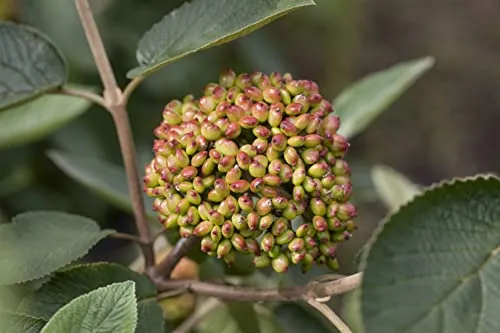 Viburnum rhytidophyllum – Immergrüner Heckenstrauch für Sichtschutz