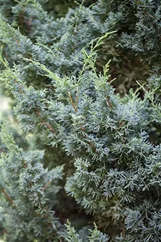 Juniperus chinensis 'Blaauw' 15-20 cm – Winterhart, Immergrün, Pflegeleicht – Chinesischer Wacholder – Ziergehölz für Steingarten & Bonsai