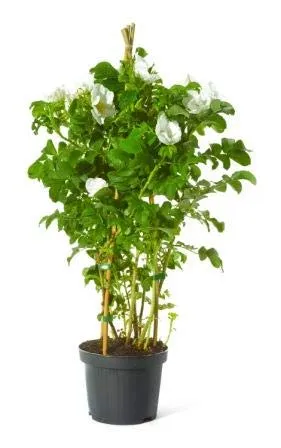 Kartoffelrose Weiße Apfelrose Rosa rugosa Alba beliebte Wildrose Heckenrose Bienenweide Nährgehölz