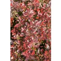 Berberis thunbergii 'Atropurpurea Nana' - Zwerg-Blutberberitze - Ziergehölz mit tiefroten Blättern, ideal für kleine Gärten und als pflegeleichte Hecke. Lockt Bienen an und bietet ganzjährig Farbe.