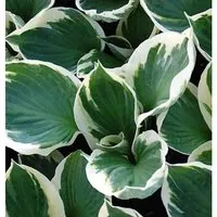Produktbild Funkie Patriot - Hosta Hybrid