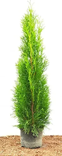 Thuja occidentalis 'Smaragd' 80–100 cm – Winterhart, Immergrün, Pflegeleicht – Lebensbaum – Heckenpflanze für Garten & Sichtschutz