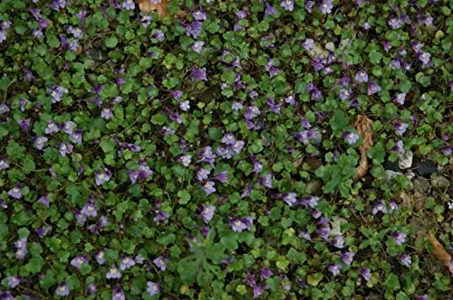 Pflanzen Lila von PlantaPro