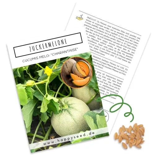 Zuckermelone Samen (Cucurbita melo) - Exotische Melonen Samen ideal für die Anzucht im Garten, Balkon oder Terrasse