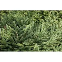 Pflanzen für Dich Konifere Picea abies Pumila Glauca - Ziergehölz mit kompaktwüchsiger, silbrig-grüner Fichte, ideal als Solitär oder Kübelpflanze für Garten und Terrasse, bringt Struktur und Ruhe das ganze Jahr über.