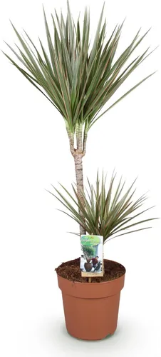 Dracaena Marginata Bicolor – 90-100cm 21cm – Pflegeleichter Drachenbaum in Grün – Braun mit zweifarbigen Blättern für modernes Interieur