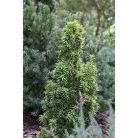 Pflanzen für Dich Konifere Taxus baccata Standishii - Ziergehölz mit goldgelber, säulenförmiger Benadelung, ideal für elegante Hecken und als Solitärpflanze. Frosthart und windfest bringt sie Struktur in jeden Garten.