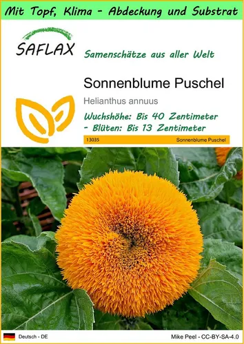 SAFLAX Blumensamen SAFLAX - Garden to go - Sonnenblume Puschel