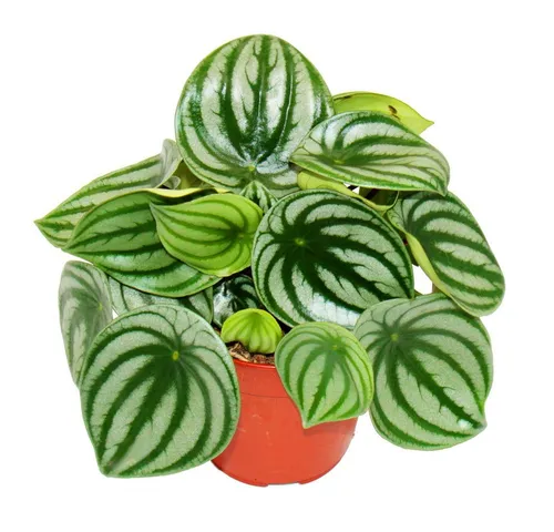 Exotenherz Zimmerpflanze Peperomia argyreia Watermelon Wassermelonen-Zwergpfeffer im 12cm Topf