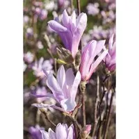 Magnolia Liliiflora Tulpenmagnolie Susan 40-60 cm - Blühende Zimmerpflanzen, die Purpur-Magnolie begeistert mit tiefrosa Blüten von April bis Mai und ist ideal für Kübel und kleine Gärten. Pflegeleicht und winterhart, zieht sie Bienen an.