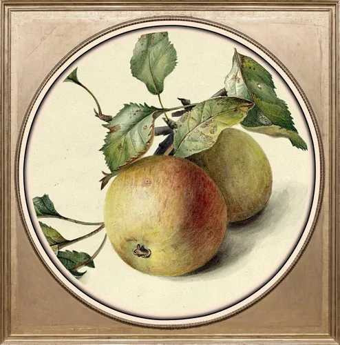 queence Acrylglasbild Apfel, Gemälde, Kunst, Obst, Obst Bilder, Fine Art-Print in Galeriequalität